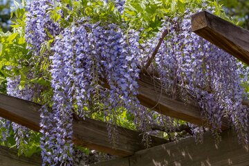 Plantes grimpantes Plantes grimpantes