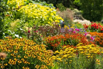 Plantes vivaces