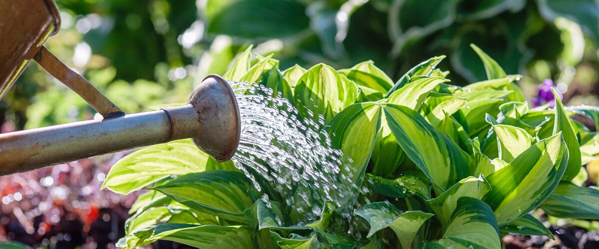 Offrez à vos plantes les meilleurs soins