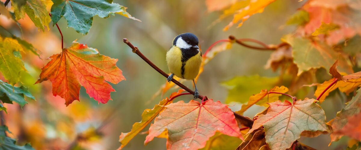 Un jardin d’automne plein de vie