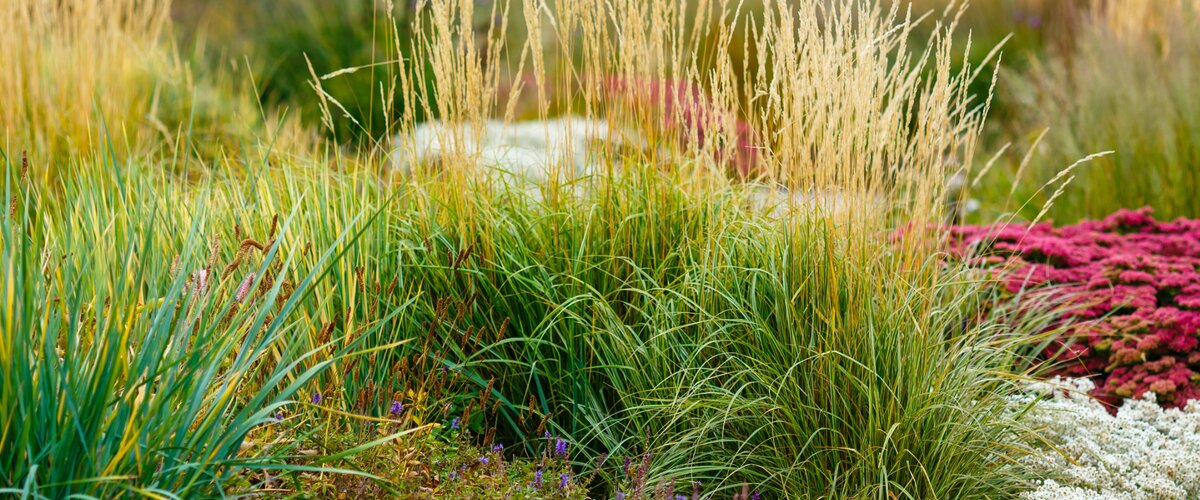 Un jardin d’automne vivant
