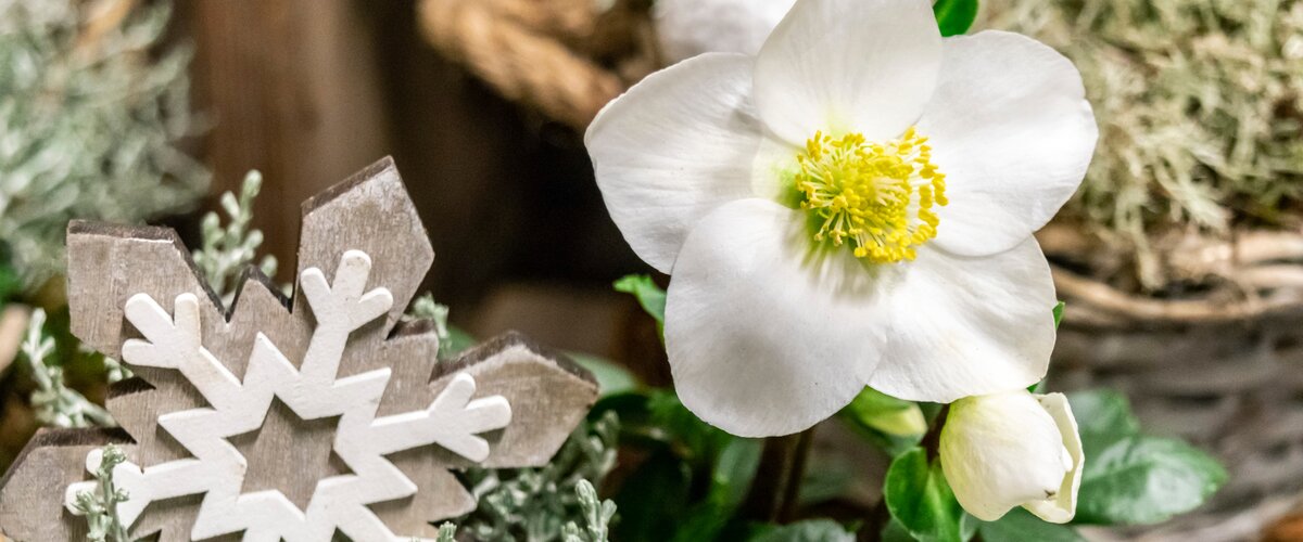 Préparer le jardin pour l'hiver
