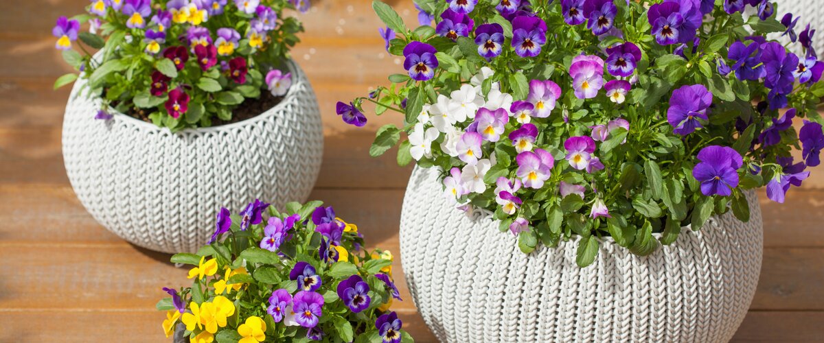 Le printemps arrive !