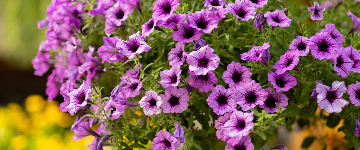 Remplissez le jardin de vie et de fleurs !