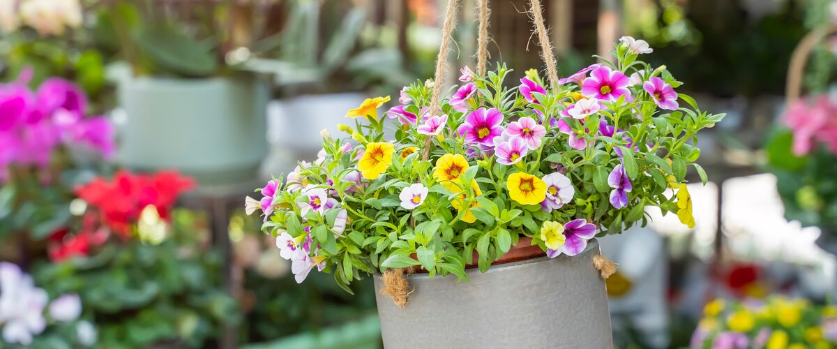 Plus de verdure, plus de fleurs, plus de bonheur !