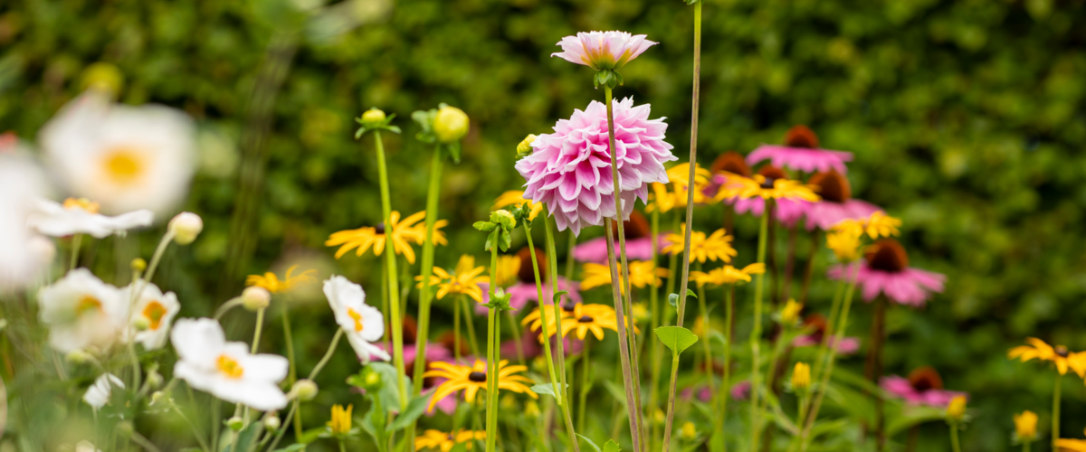 Plus de verdure, plus de fleurs, plus de bonheur !