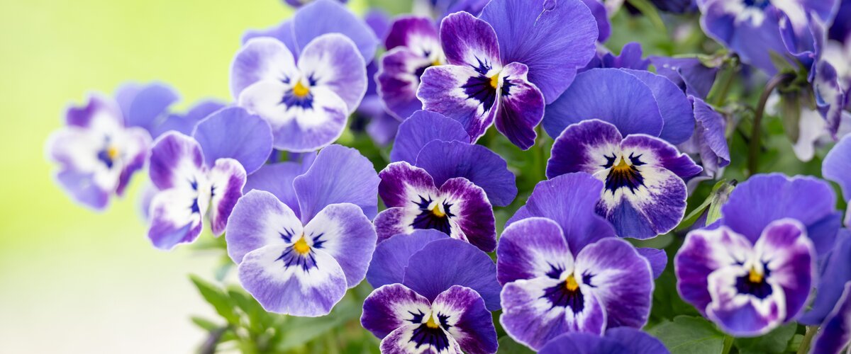 VISITEZ NOTRE JARDINERIE !