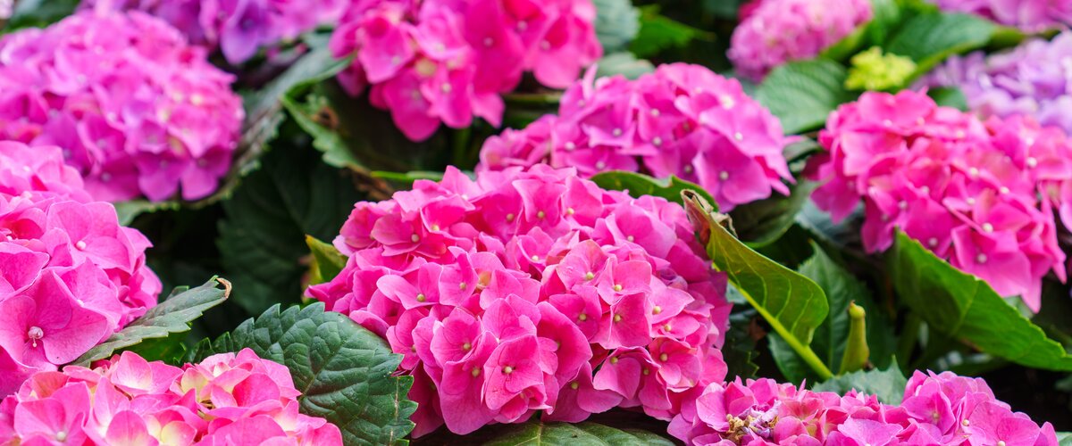 VISITEZ NOTRE JARDINERIE !