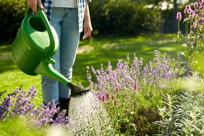 7 conseils pour utiliser l’eau intelligemment au jardin