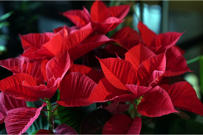 Étoile de Noël : apportez couleur et ambiance festive à votre maison