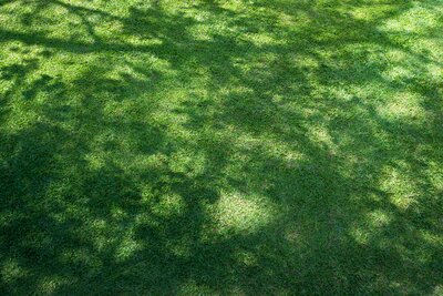Jardins ombragés: pas de quoi s’inquiéter !