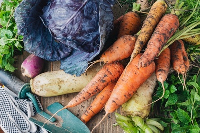 Le jardinage potager en hiver