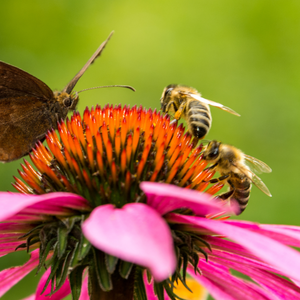 Les insectes vous dérangent ? Pourtant, nous avons besoin d’eux… et voici pourquoi