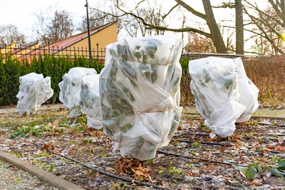 Protégez vos plantes du gel et aidez-les à passer l'hiver