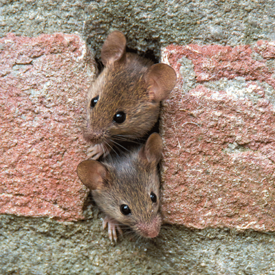 Animaux nuisibles