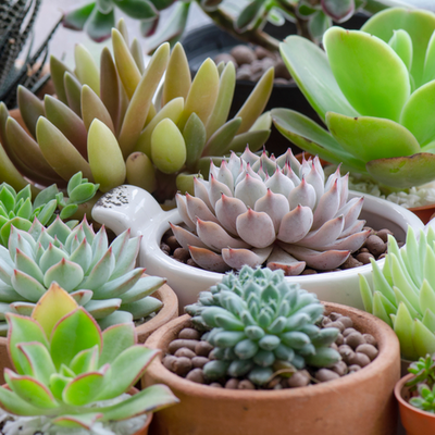 Cactus et plantes succulentes | Serres Pessleux