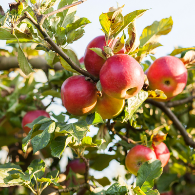 Fruitiers | Serres Pessleux à Bois de Villers