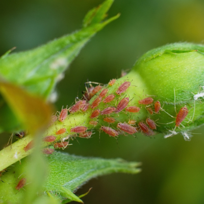 Insectes