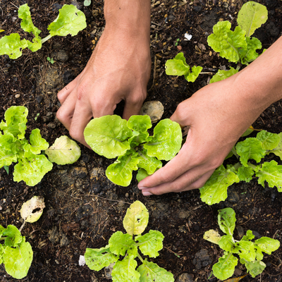 Légumes à repiquer