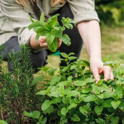 Les semences d’herbes