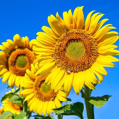 Les semences de fleurs | Serres Pessleux