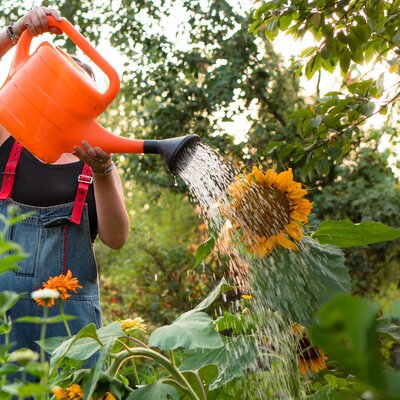Les semences de fleurs | Serres Pessleux