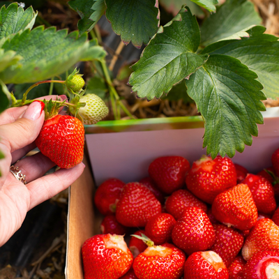 Les semences de fruits