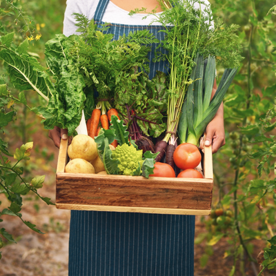 Les semences de légumes