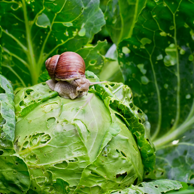 Éloigner les limaces et les escargots | Serres Pessleux