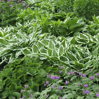 Les plantes couvre-sol | Serres Pessleux
