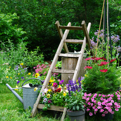 Plantes de jardin