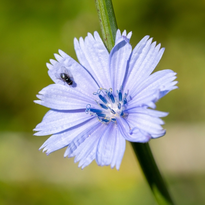 Les plantes indigènes